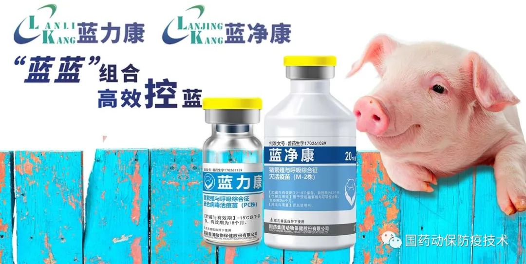 蓝蓝组合