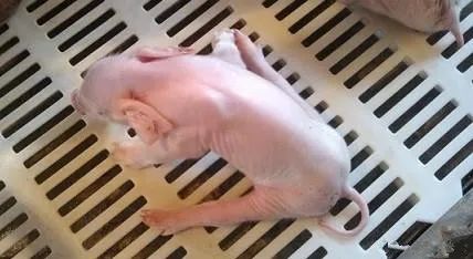 仔猪八字腿