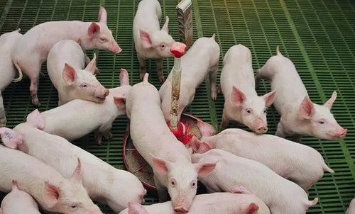 断奶仔猪发生腹泻的原因有哪些？怎么解决？