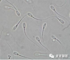 精子