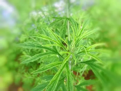 益母草