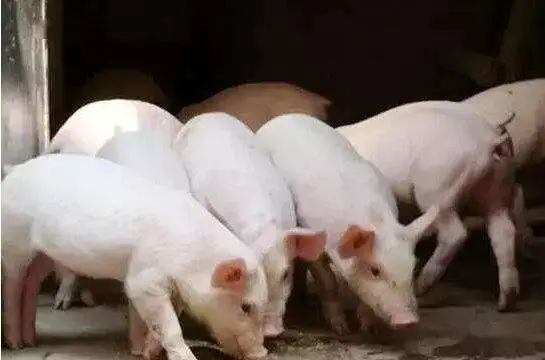 猪饮水不足有什么危害？该如何加强猪饮水？