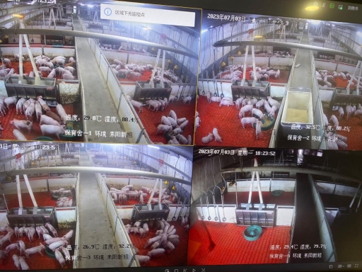这是湖南新五丰股份有限公司生猪养殖实时监控大屏