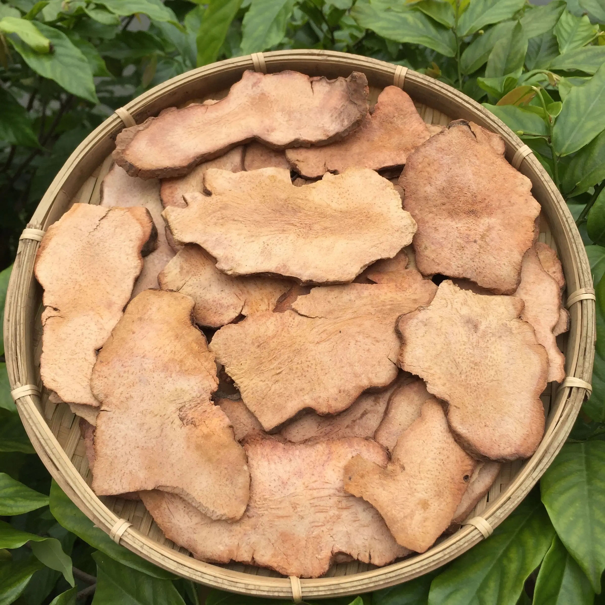 土茯苓