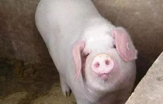 母猪