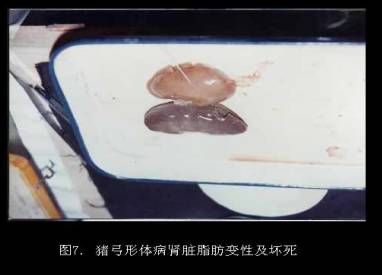 死胎