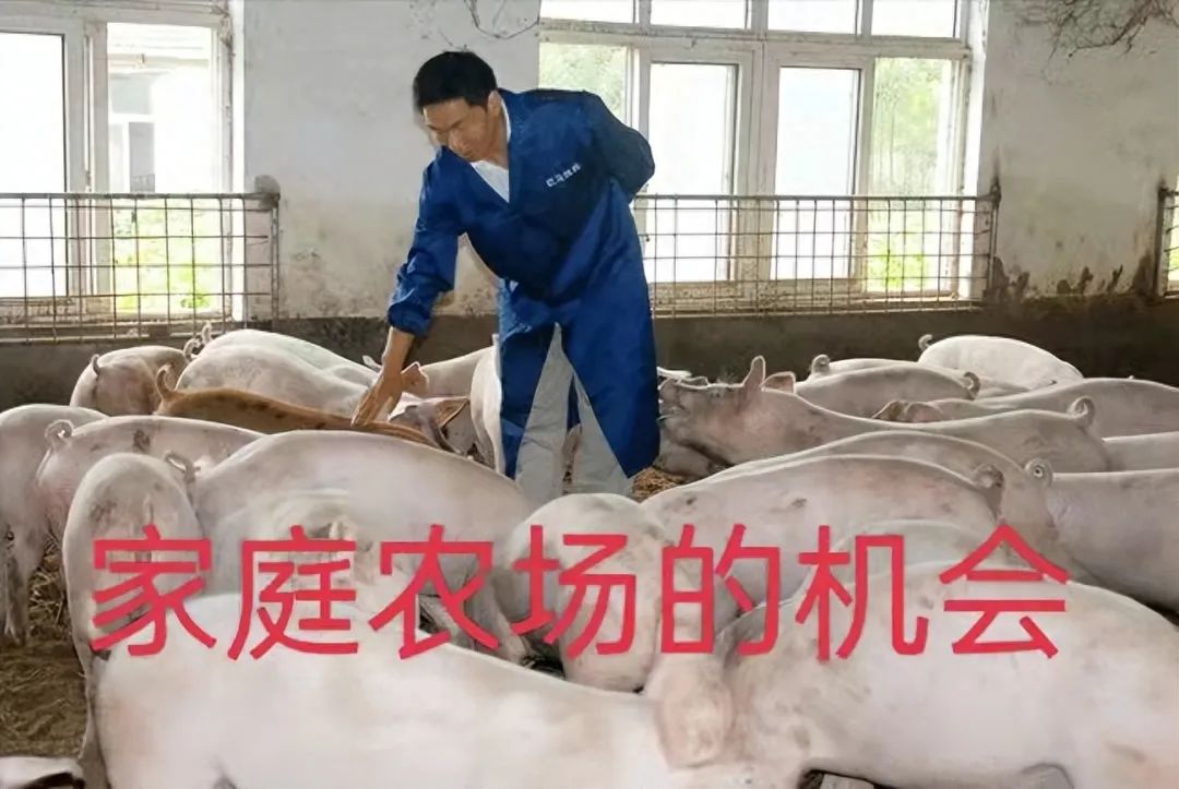 话题聚焦：富裕产能上不上？牧原降本600元能不能？家庭农场模式挺不挺？