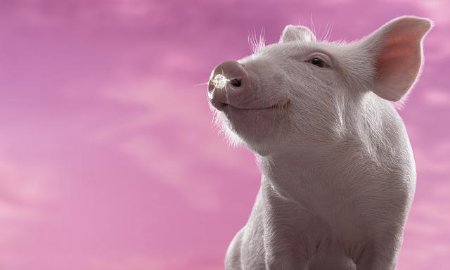 生猪